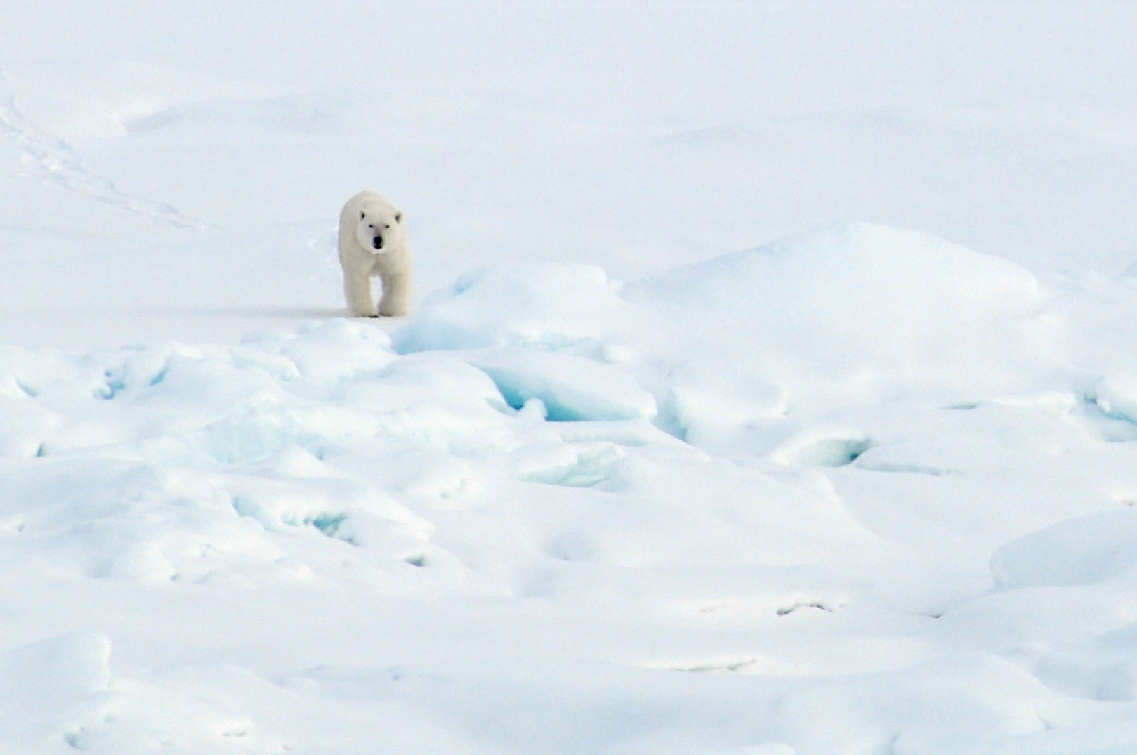 A polar bear walks on the Arctic Ocean ice, Aug. 21, 2009. (U.S. National Oceanic and Atmospheric Administration Photo)