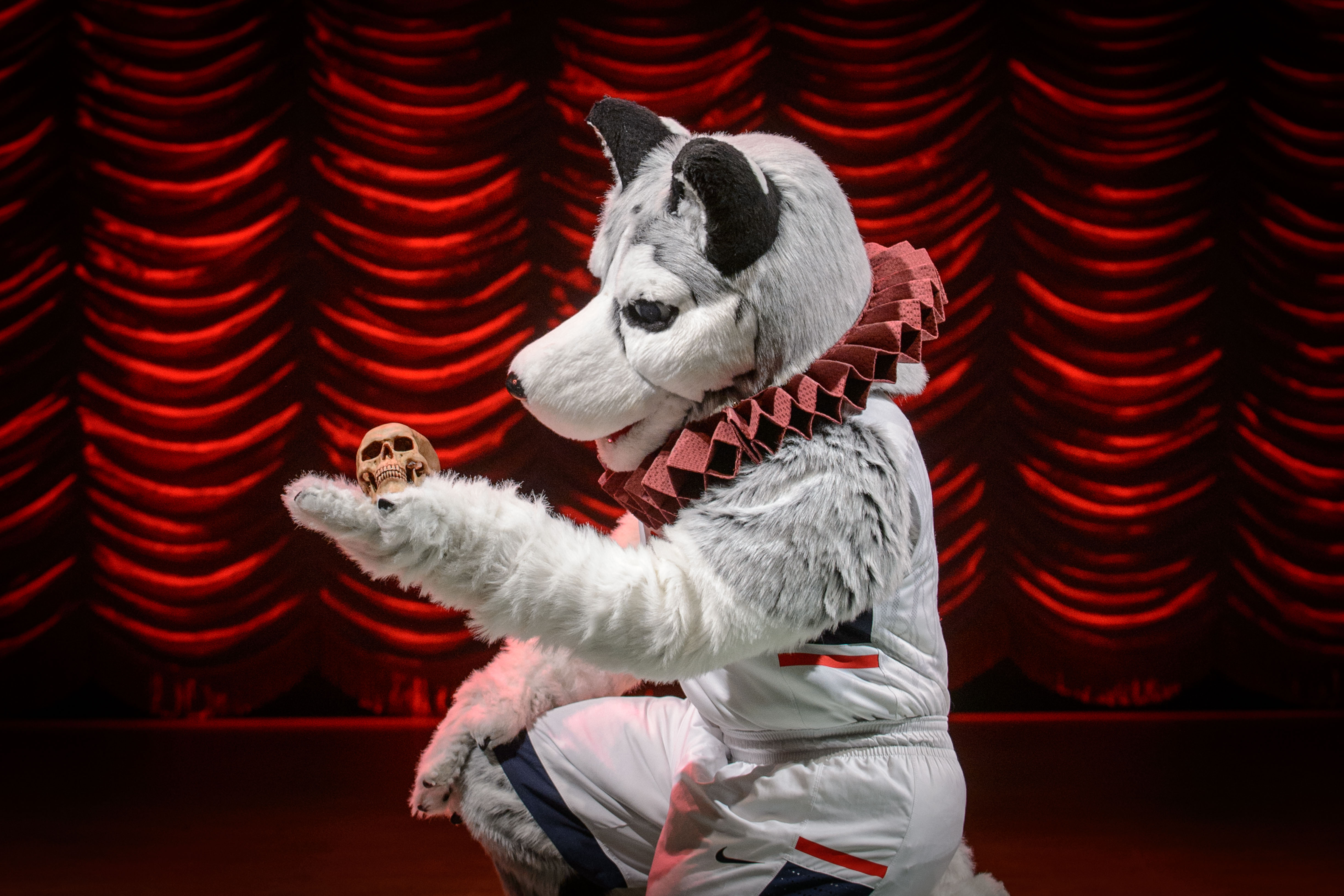 Jonathan the Husky poses wearing an Elizabethan collar on stage at the Harriet S. Jorgensen Theatre. (Peter Morenus/UConn Photo)