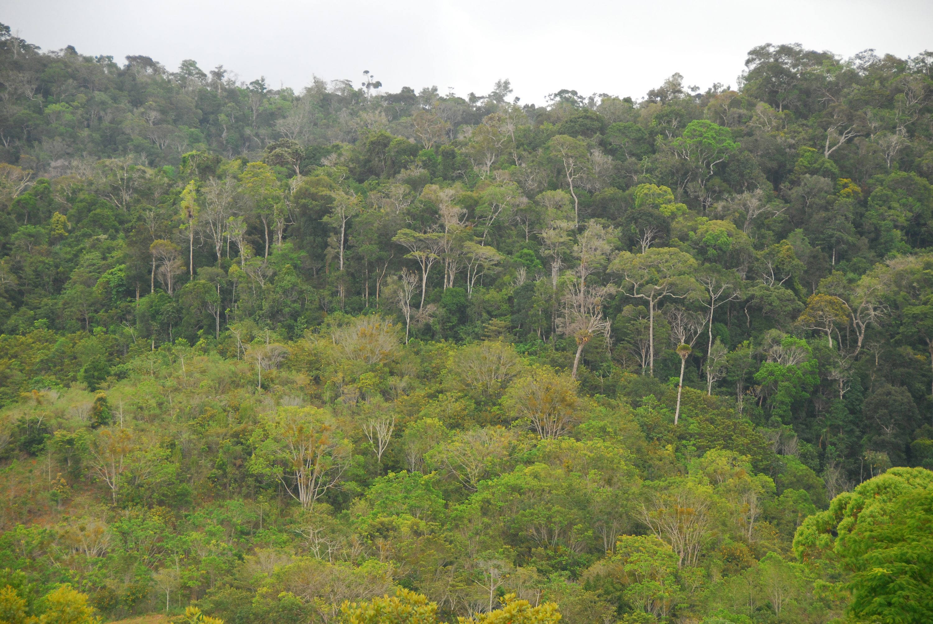 Old-growth Atlantic Rain Forest in background, with second-growth in foreground in Bahai, Brazil. (Wayt Thomas Photo)