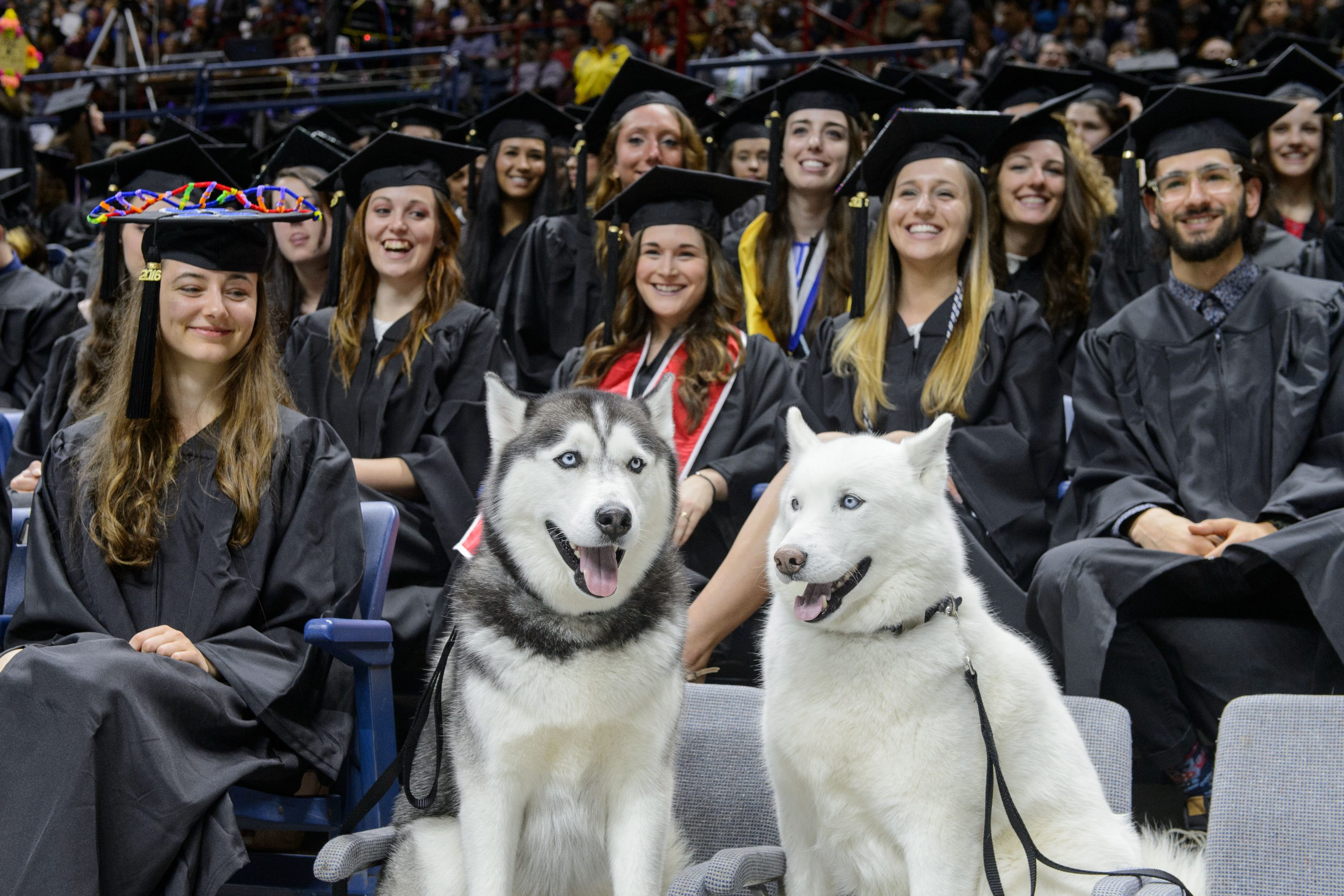 Jonathan XIV, left, and Jonathan XIII sit with students during the midday College of Liberal Arts and Sciences commencement ceremony at Gampel Pavilion on May 8, 2016. (Peter Morenus/UConn Photo)