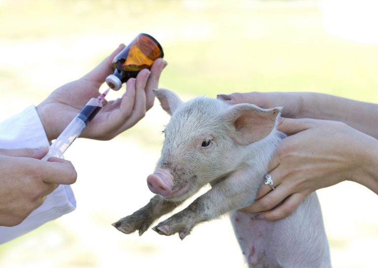 A young pig about to receive an injection. (iStock Photo)