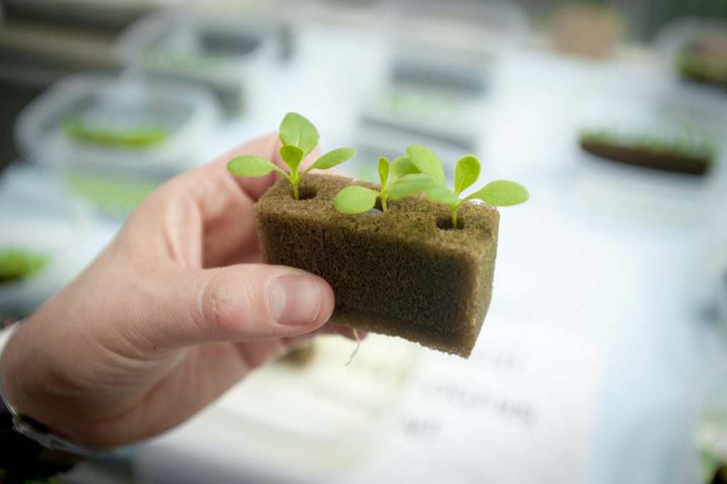 Seedlings that are part of a water qaulity experiment conducted by plant science professor Rosa Raudales on June 16, 2016. (Sean Flynn/UConn Photo)