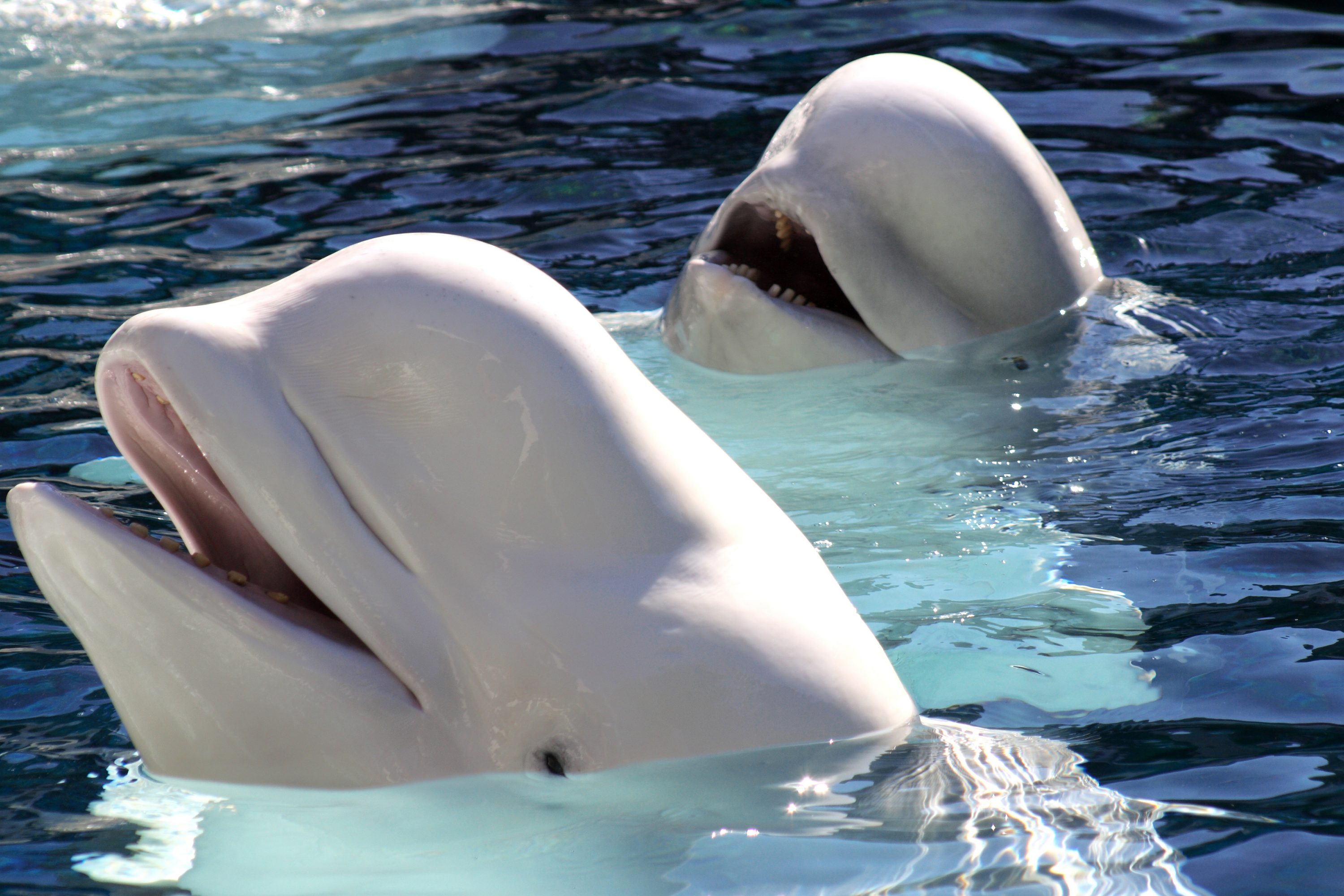 A pair of beluga whales with their heads above water. (iStock Photo)