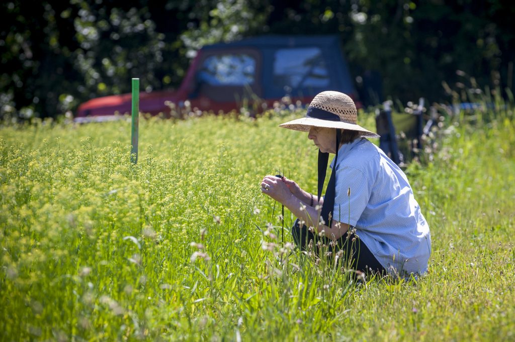 Carol Auer, professor emerita, collects insects in a field of camelina on June 21, 2016. (Sean Flynn/UConn Photo)