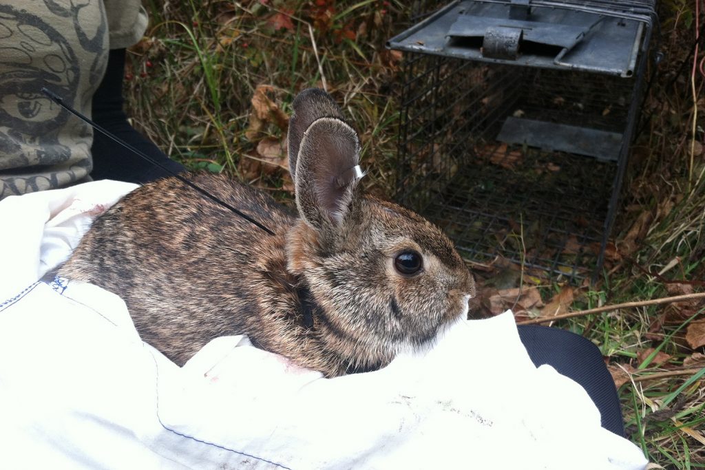 A New England cottontail.
