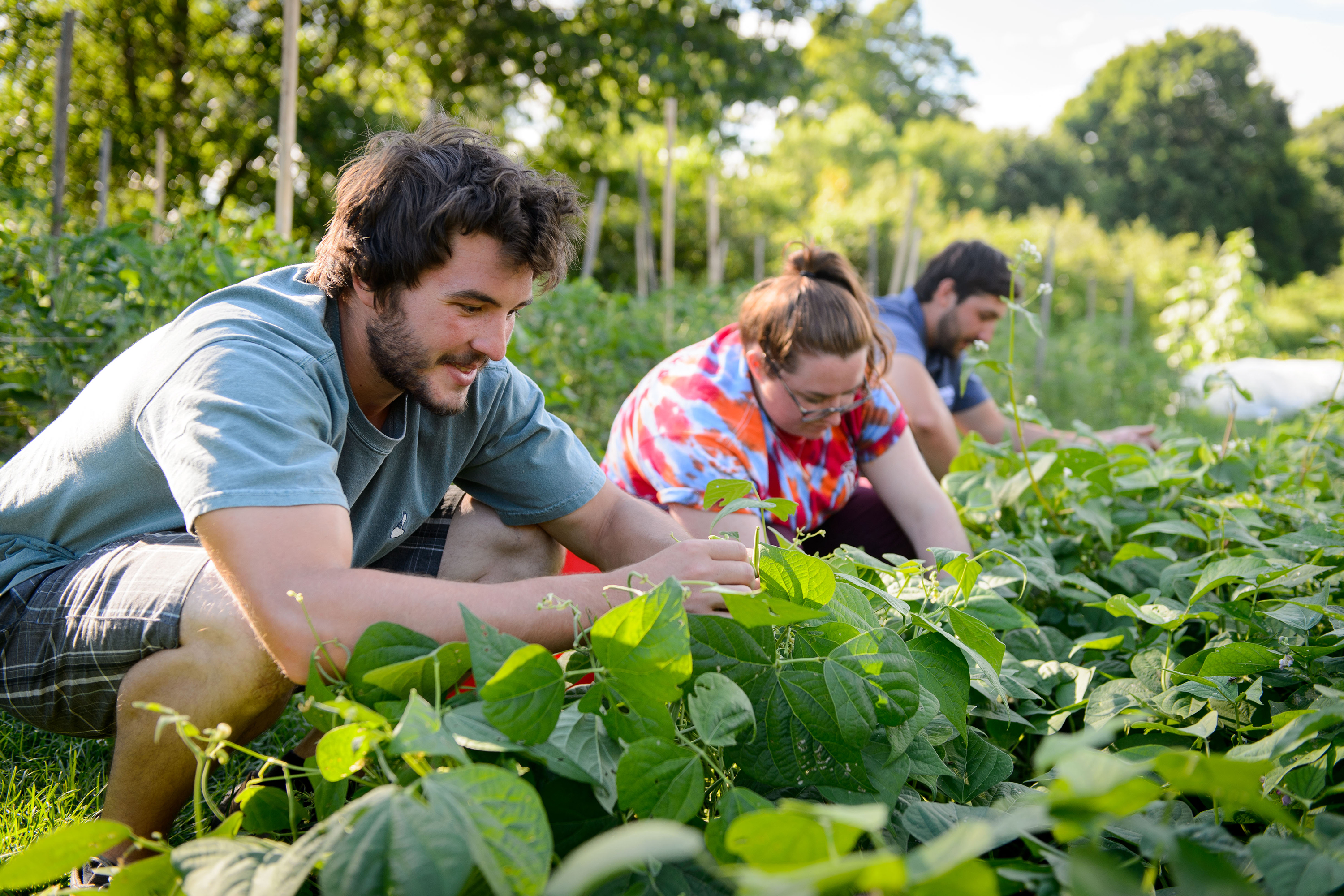 Students pick beans at the Spring Valley Student Farm. (Peter Morenus/UConn File Photo)