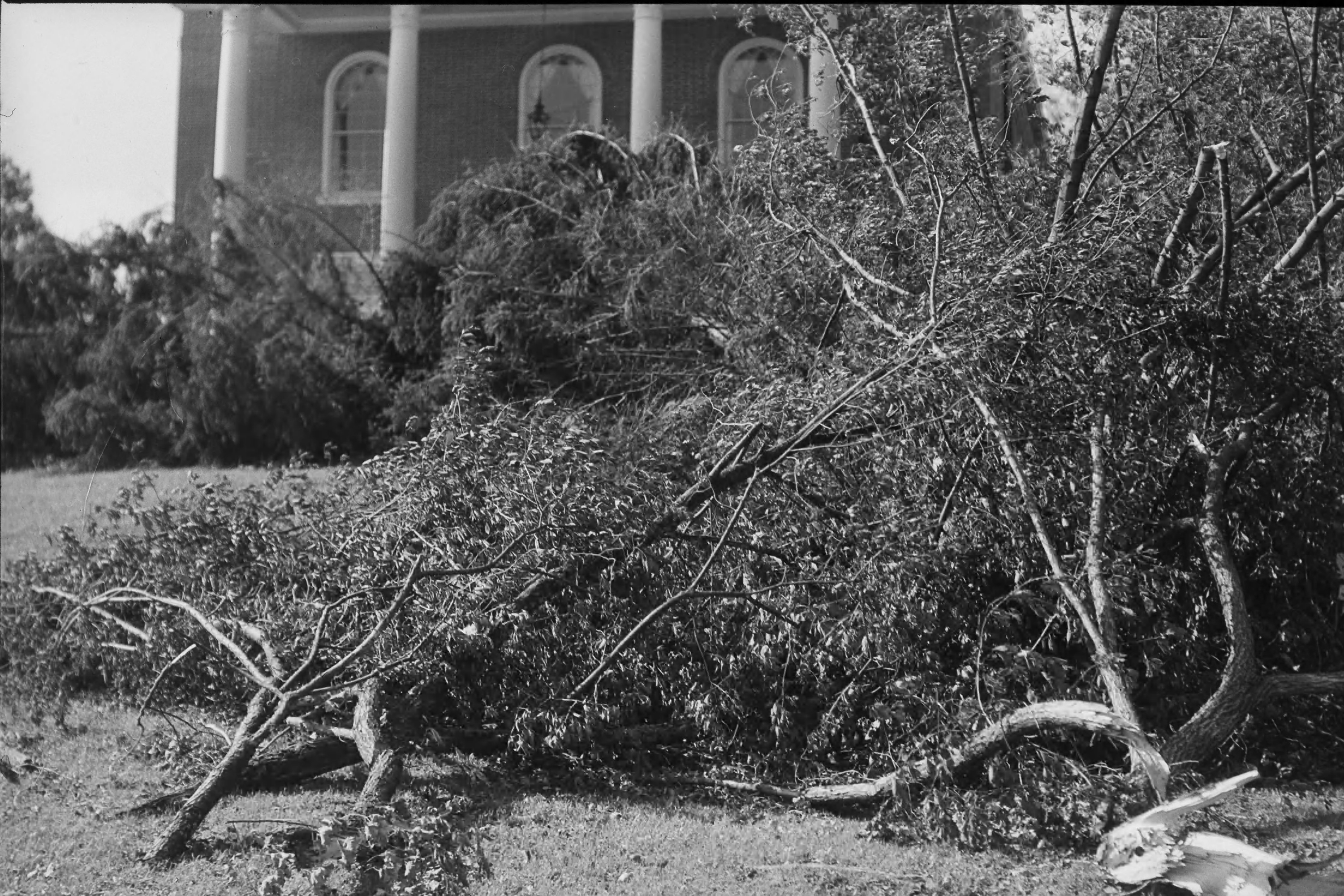 Nearly 80 years ago, students returning to Storrs for the start of classes found a campus with no electricity, phones, or water, and hundreds of trees blocking roads and walkways. (Jerauld Manter Photo/Archives & Special Collections, UConn Library)