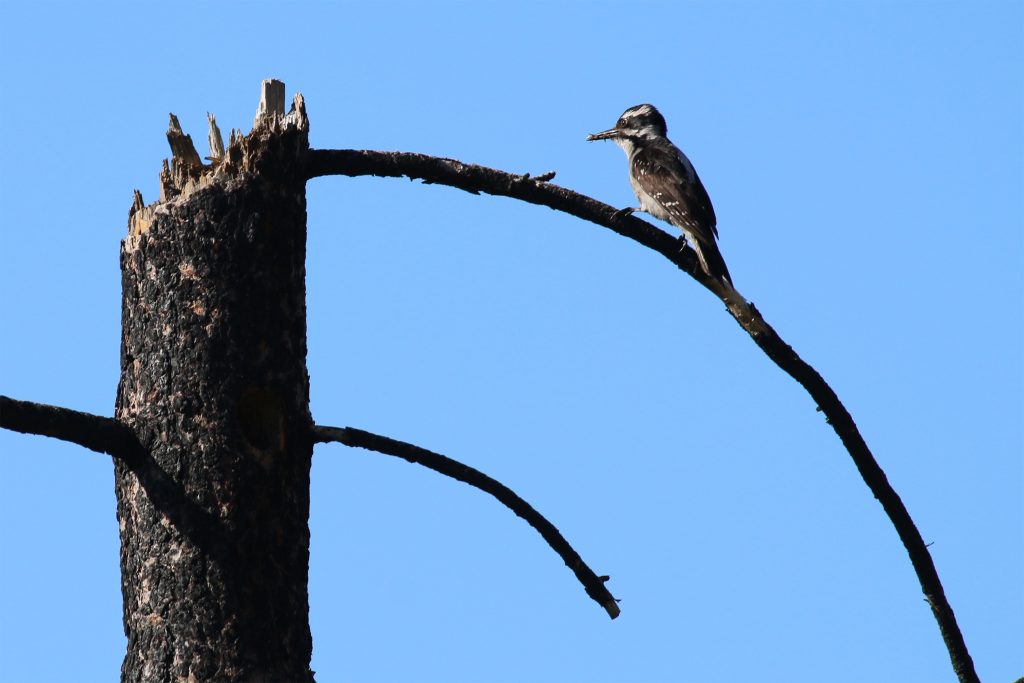 A Hairy Woodpecker returns to its nest site in a burned pine tree bringing food to its hungry young. (Photo courtesy of Morgan Tingley)