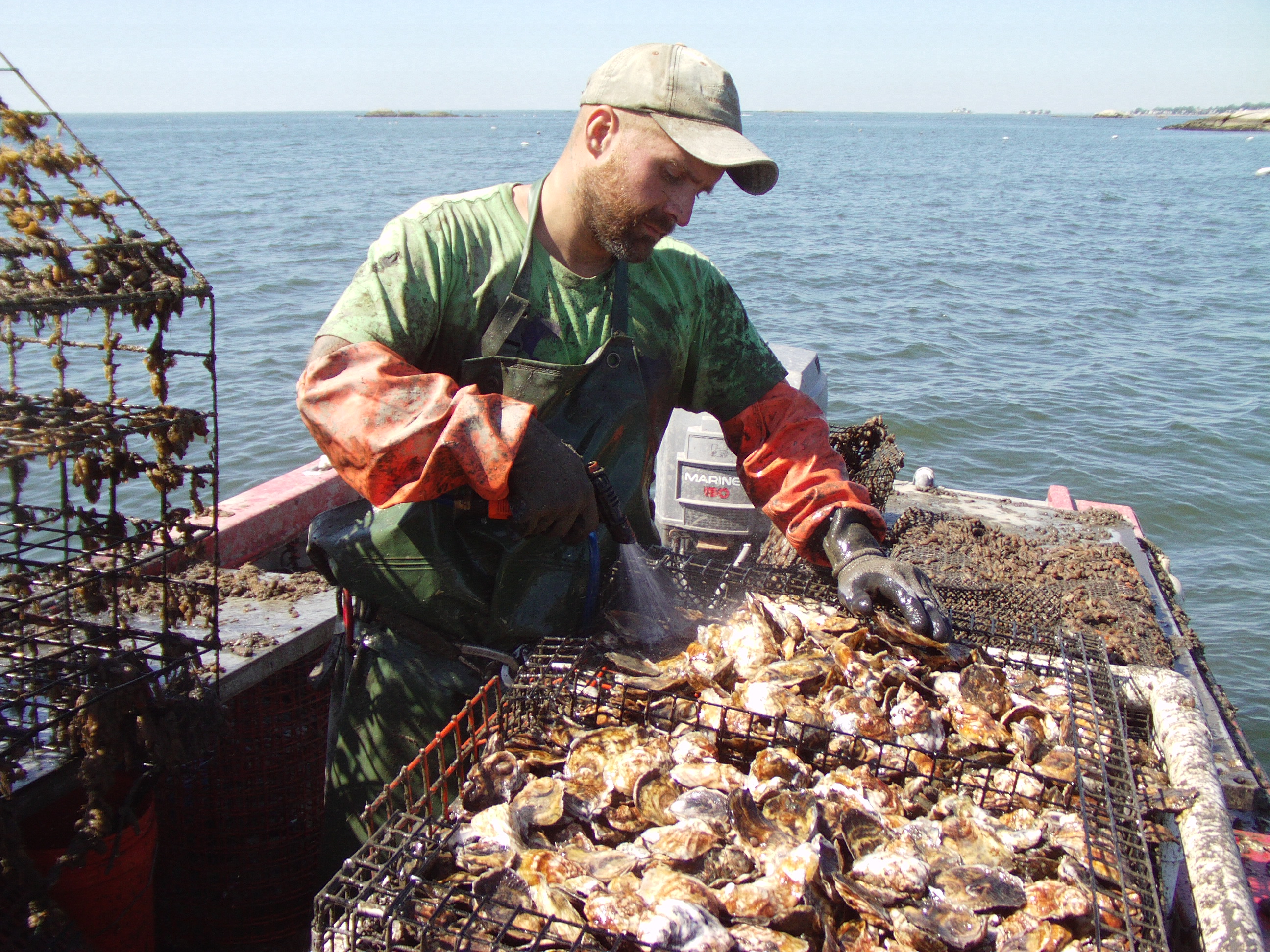 CT shellfish initiative. (Photo courtesy of Connecticut Sea Grant)