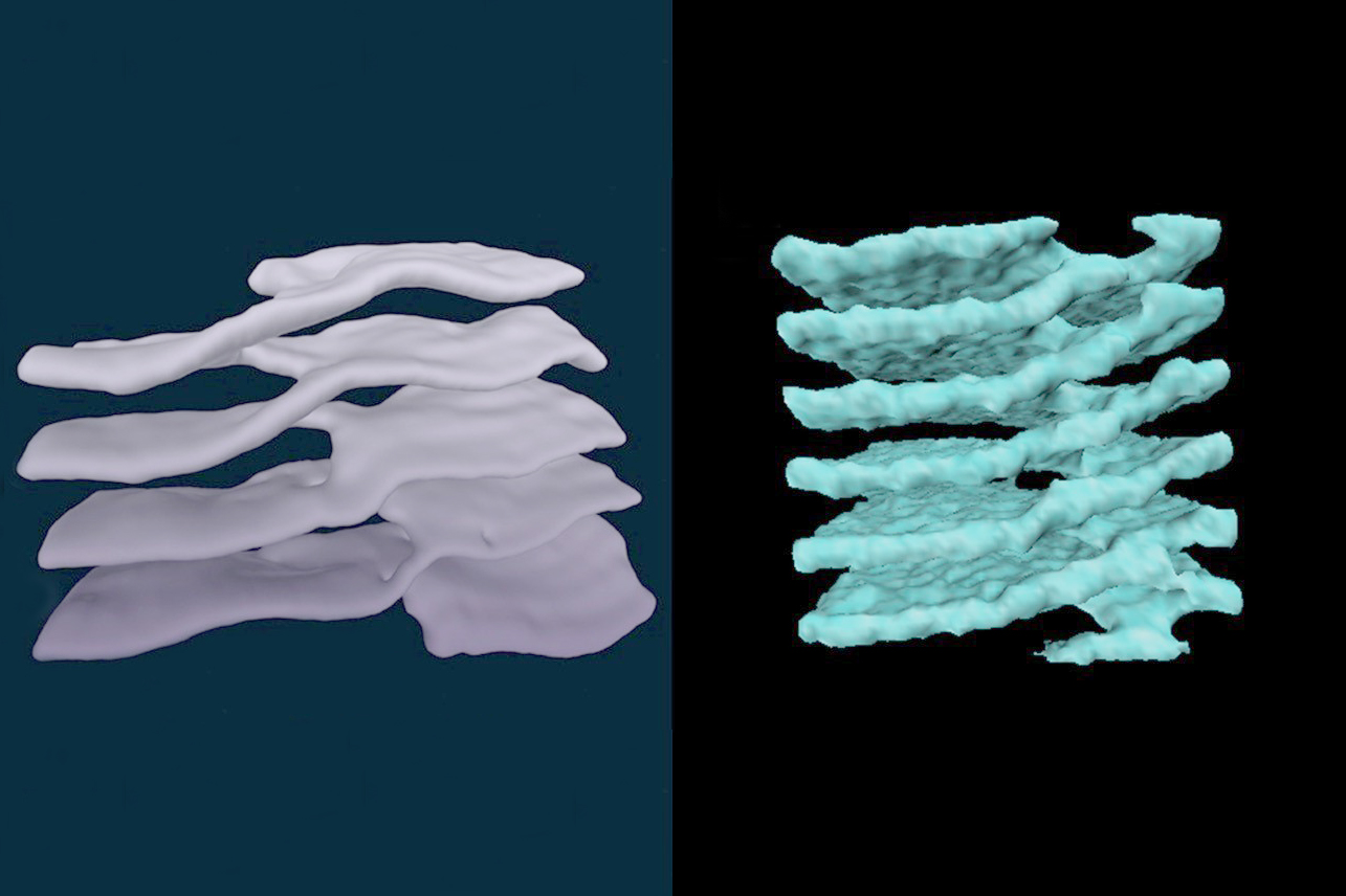 Structures called 'Terasaki ramps,' consisting of stacked sheets connected by helical ramps, have been found in cell cytoplasm (left) and neutron stars (right). The original structures were first identified by UConn Health cell biologist Mark Terasaki. (University of California, Santa Barbara Photo)