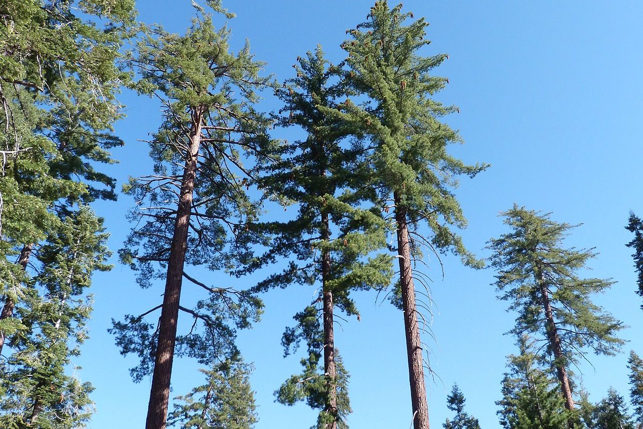 Sugar Pines (Pinus lambertiana) in Sequoia National Park, California. UConn researchers are part of a team that has sequenced the Sugar Pine's enormous genome, offering the potential for using genetic resistance to fight an invasive fungus that threatens to destroy the species. (Silversypher via Wikimedia Commons)