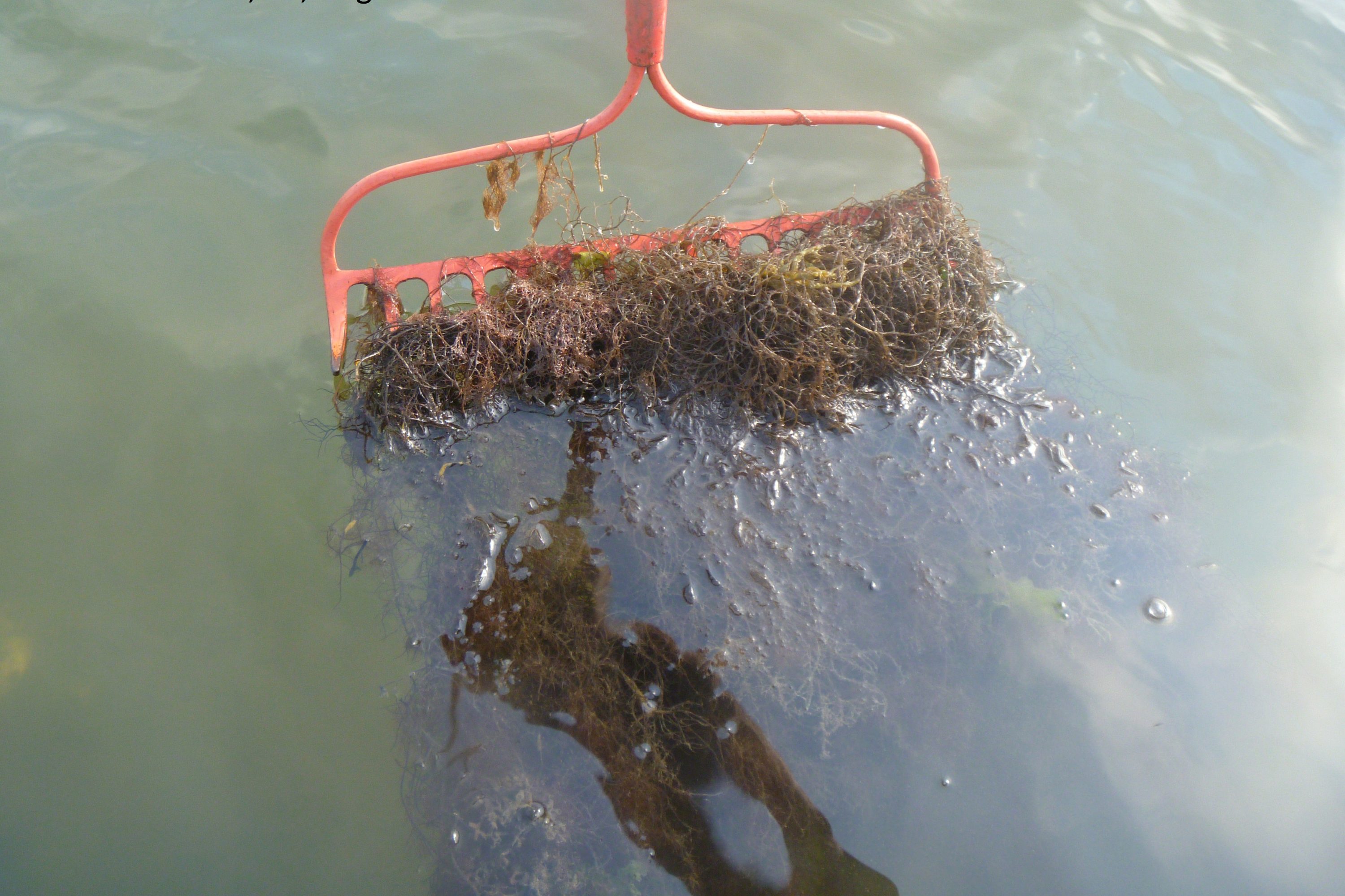 Seaweed collected by reaching down to the bottom and pulling up the rake. The branching red seaweed and the amount collected in just one pass indicate that a large amount of nutrients are fertilizing the growth of seaweed in this bay. (Jamie Vaudrey/UConn Photo)