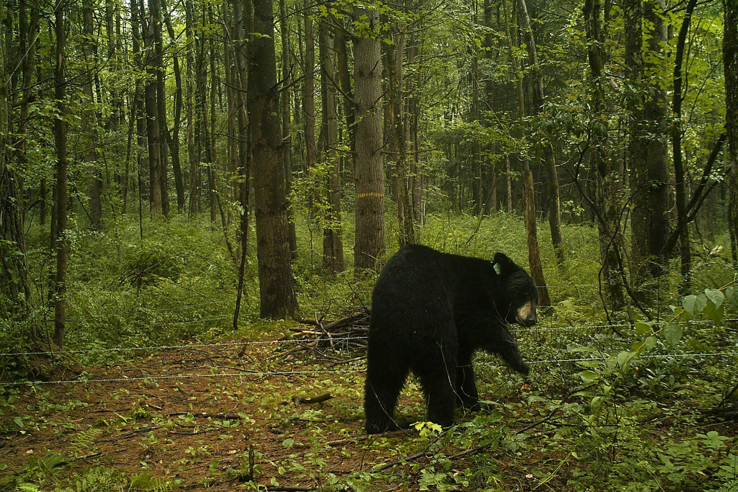 Black bear in Connecticut. (Tracy Rittenhouse/UConn Photo)