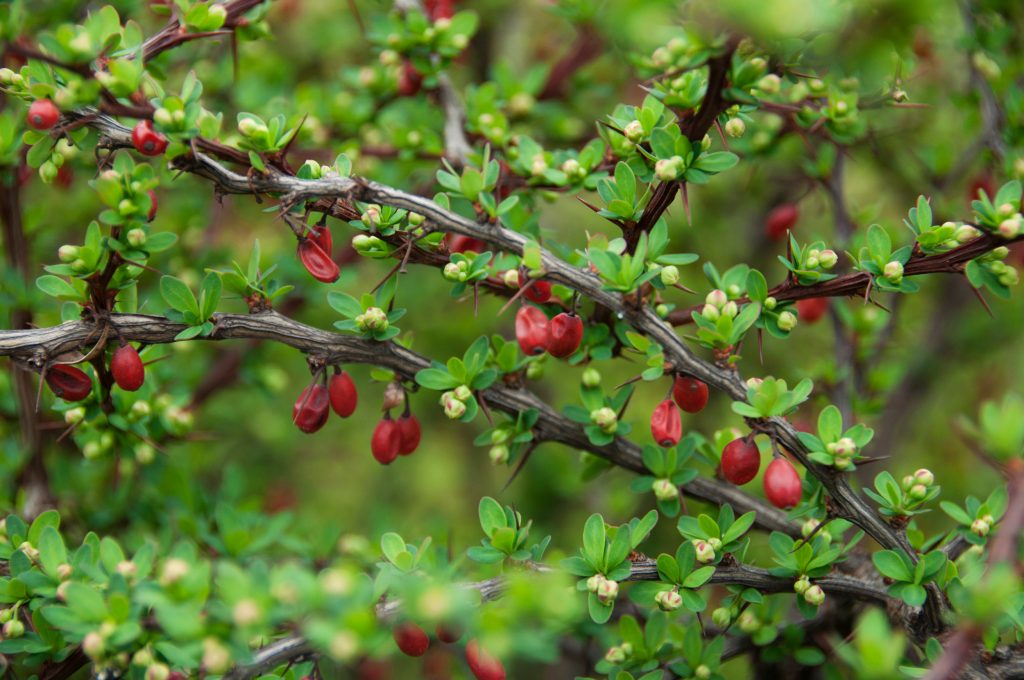 Japanese barberry, one of New England’s invasive species, is flourishing as average temperatures increase. (Getty Images)
