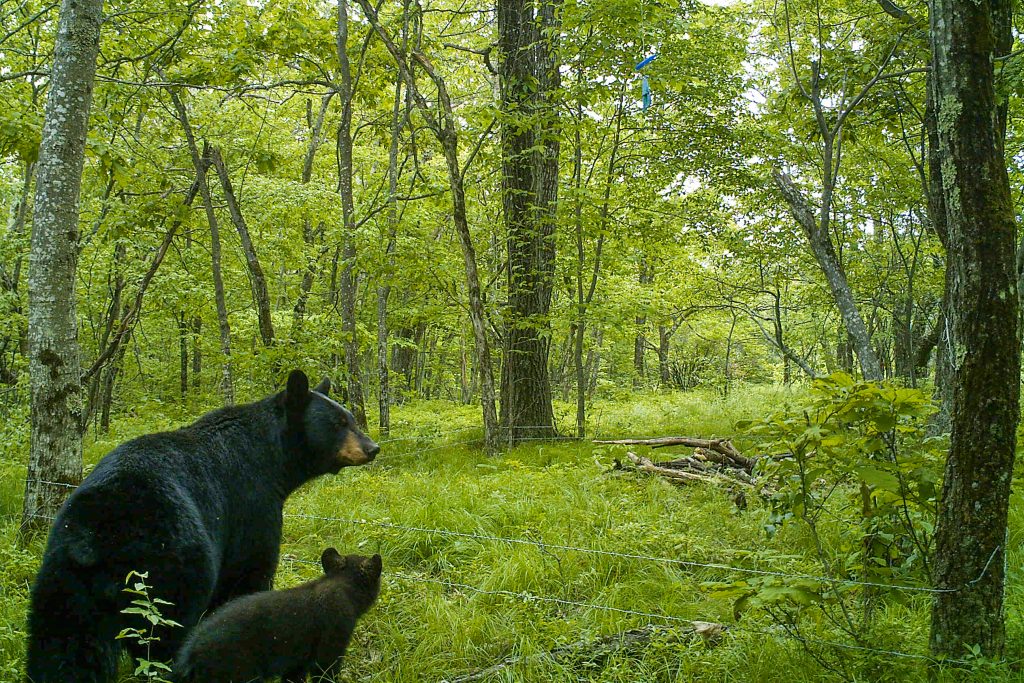 New data show Connecticut’s black bear population is highest in the state’s outermost suburbs, which provide the refuge of large hardwood forests and a scattering of homes close enough so that a tasty snack is only a short distance away. (Photo courtesy of Tracy Rittenhouse)