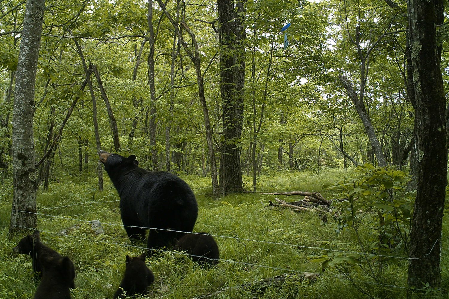 Black bears in the Connecticut woods