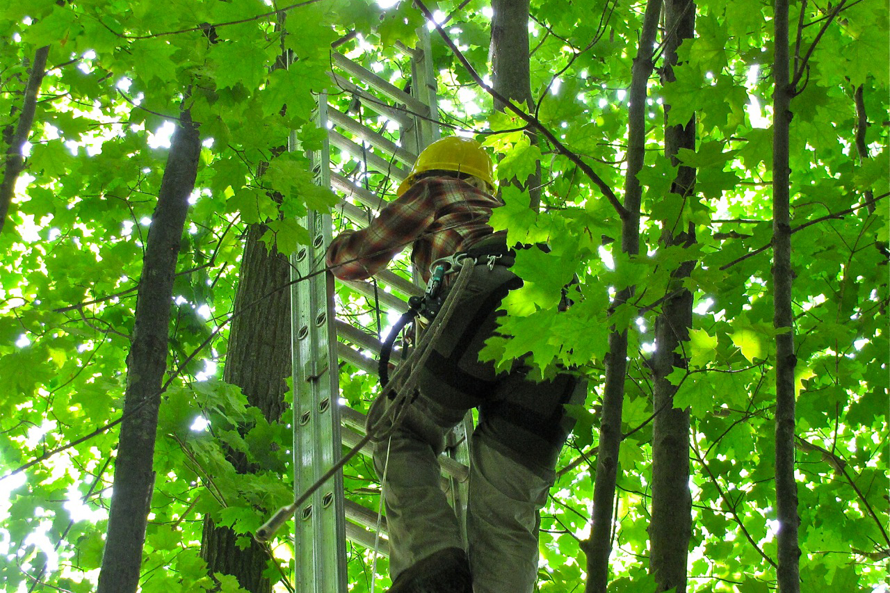 Amanda Bunce, a master's degree student in the Department of Natural Resources and the Environment, climbs a 30-foot ladder in order to affix a monitoring device to a red oak. (Sheila Foran/UConn Photo)
