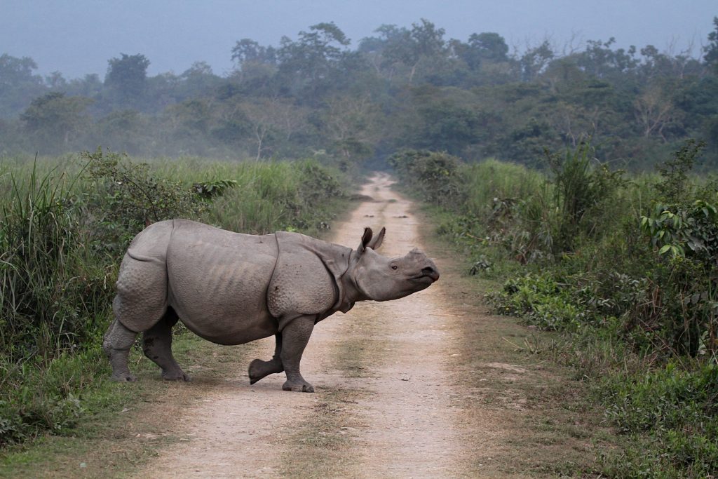 A Great One-horned Indian Rhinoceros crosses the road at Kaziranga National Park, Assam, India. (Arunsundar/Getty Images)