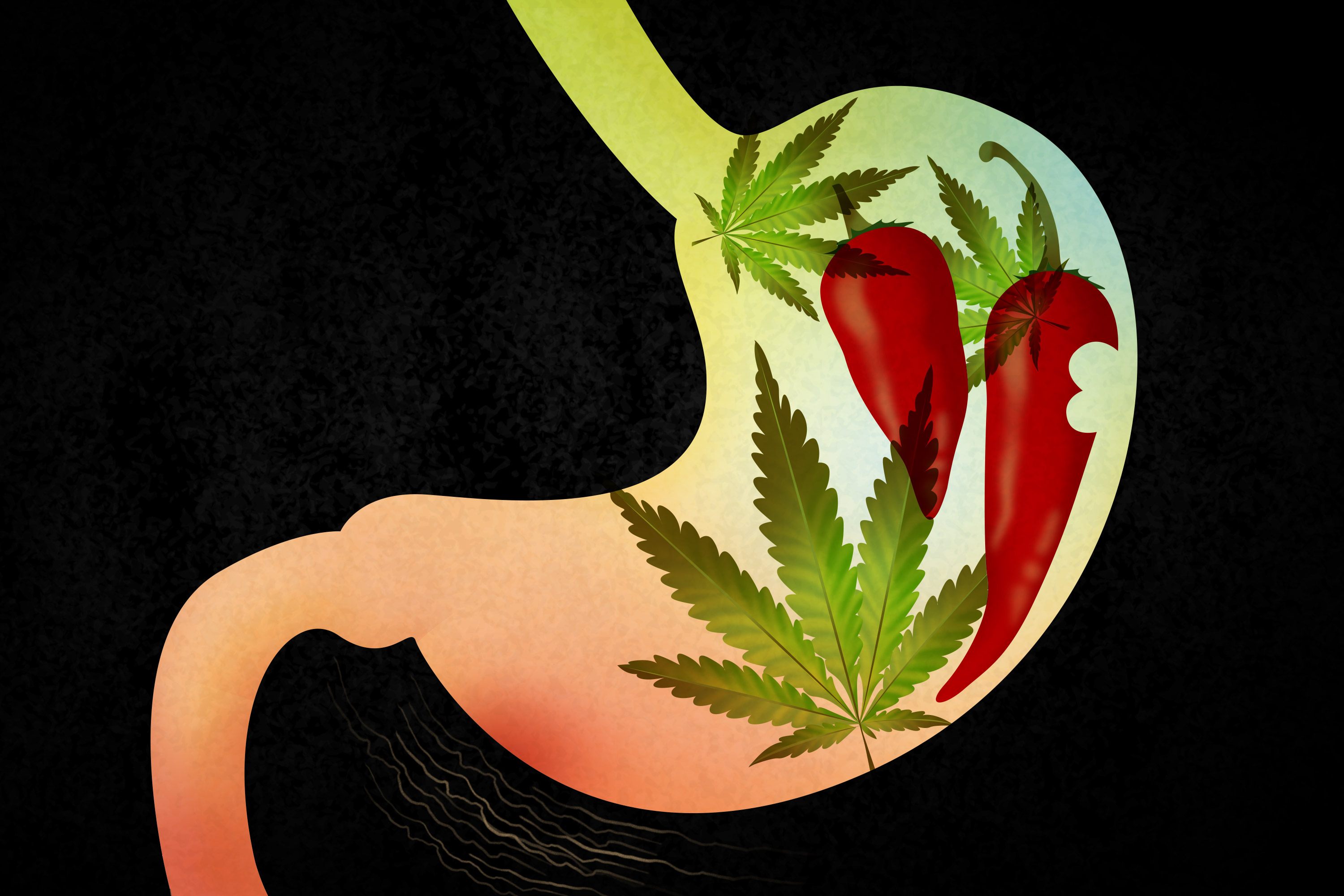 UConn Health researchers have found a connection between chili peppers and marijuana that could lead to new therapies for gastrointestinal disease. (Yesenia Carrero/UConn Illustration)
