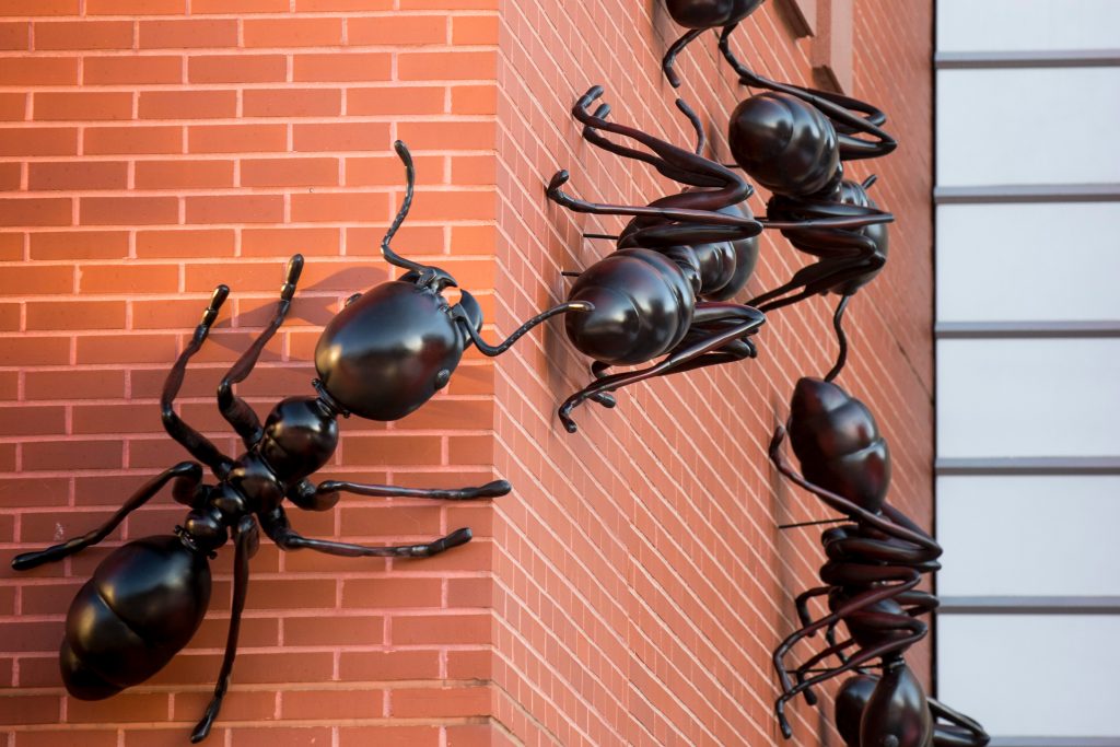 The seven four-foot ants marching toward the Biology/Physics Building invite visitors to follow them inside to view an exhibit on the complex society of army ants and their guests. (Sean Flynn/UConn Photo)