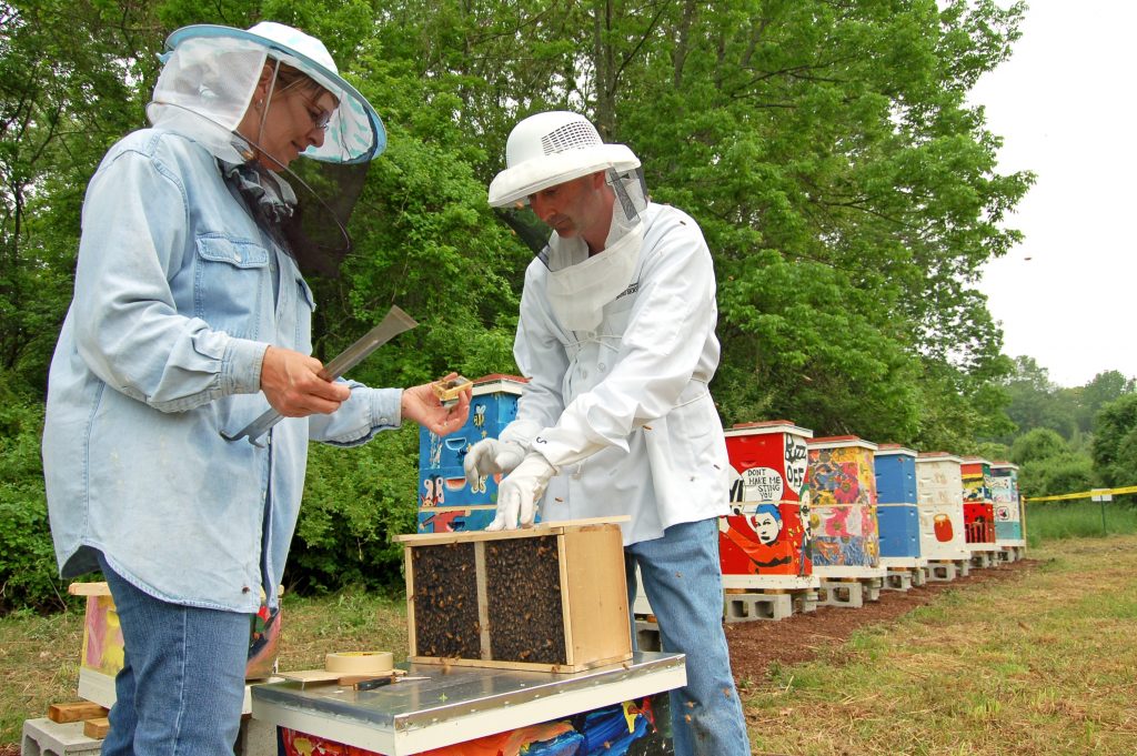 Amy Gronus (wearing blue), a production chef at the Northwest Dining Hall, and Stephen Anthony, area assistant manager of Dining Services release bees at the Dining Services Apiary. (UConn File Photo)