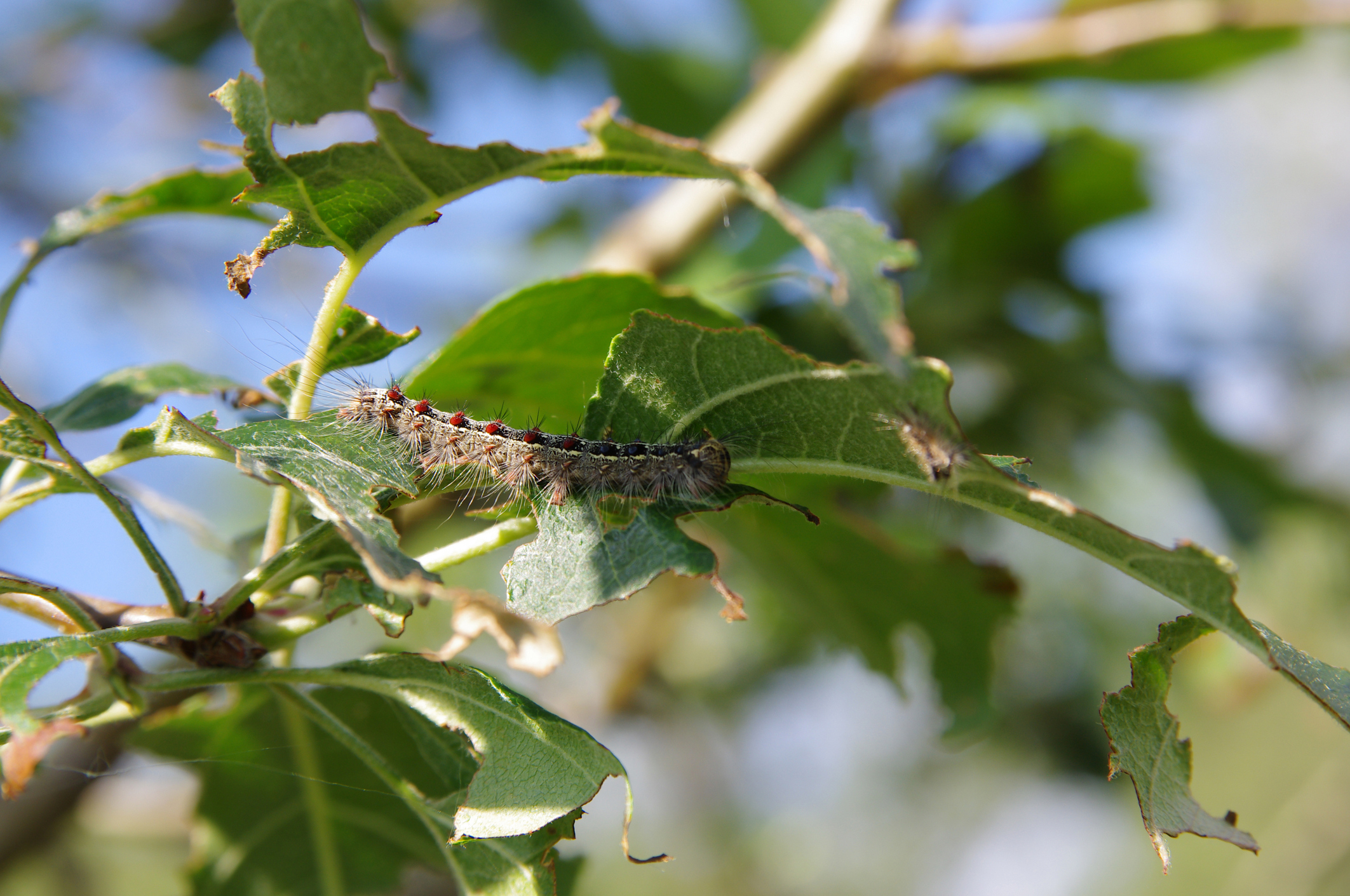 Close-up of a gypsy moth on an apple tree. (Getty Images)