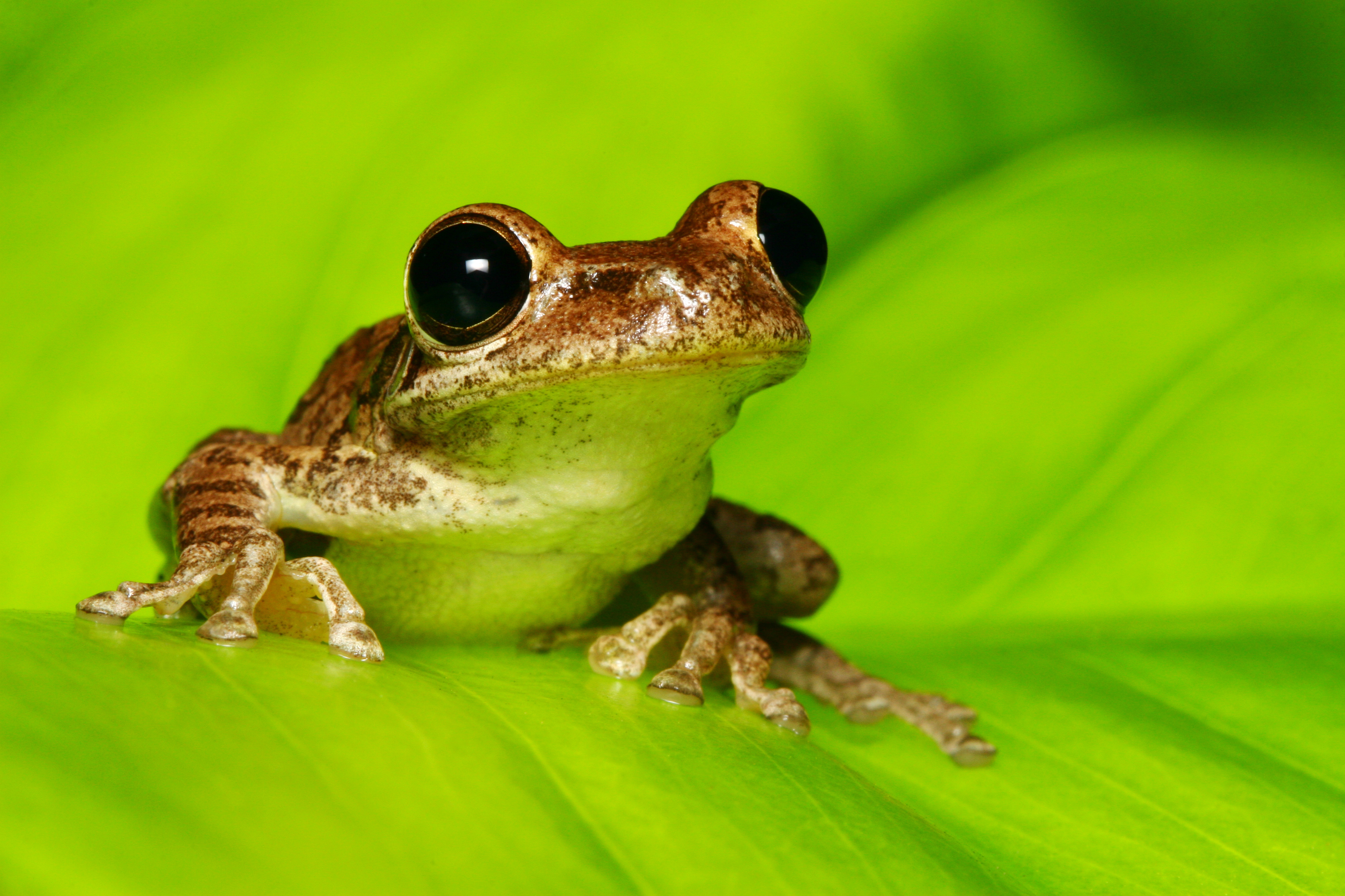 In Frogs, Early Activity of Gut Microbiome Shapes Later Health - UConn Today