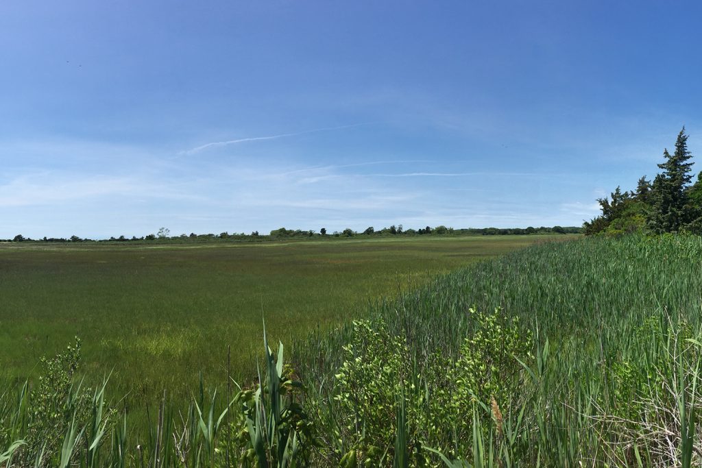 Coastal wetlands in Hammonasset Beach State Park in Madison, CT.