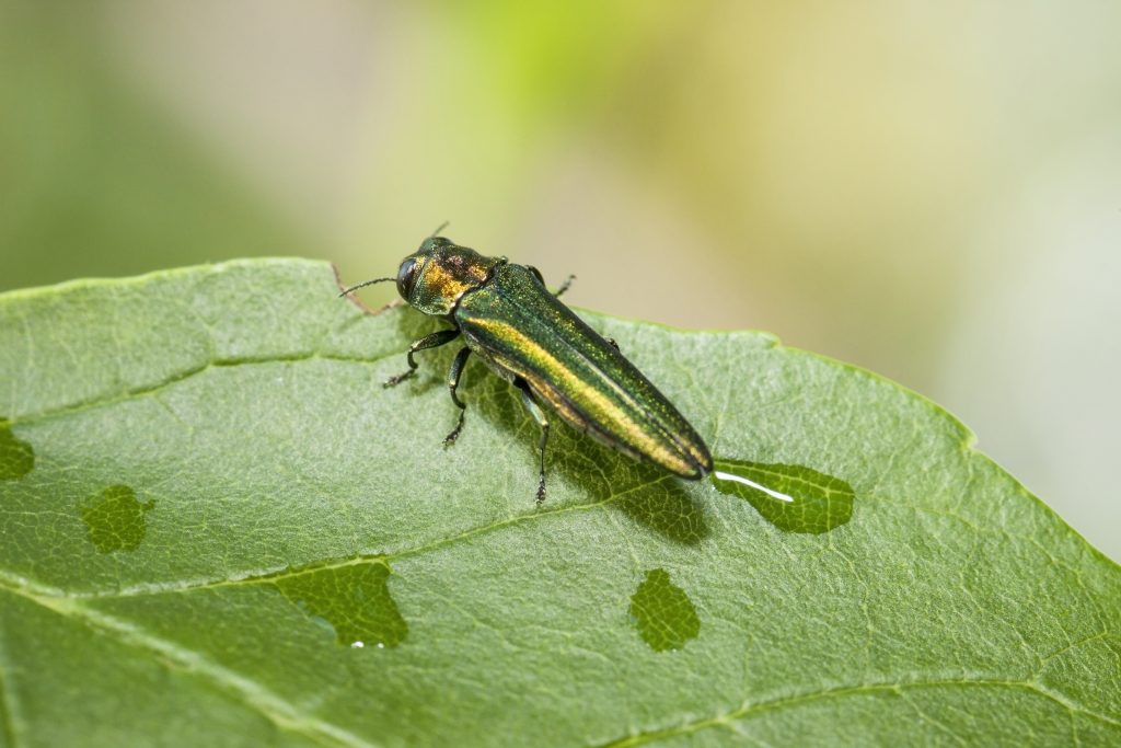 The attractive, but destructive, Emerald Ash Borer. (Getty Images)