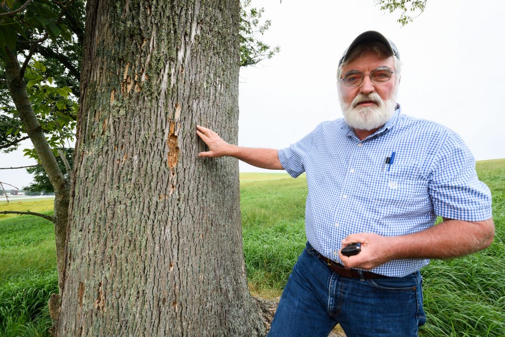 Thomas Worthley, associate extension professor, points out damage caused by emerald ash borers on a tree along Horsebarn Hill Road on Aug. 29, 2017. (Peter Morenus/UConn Photo)