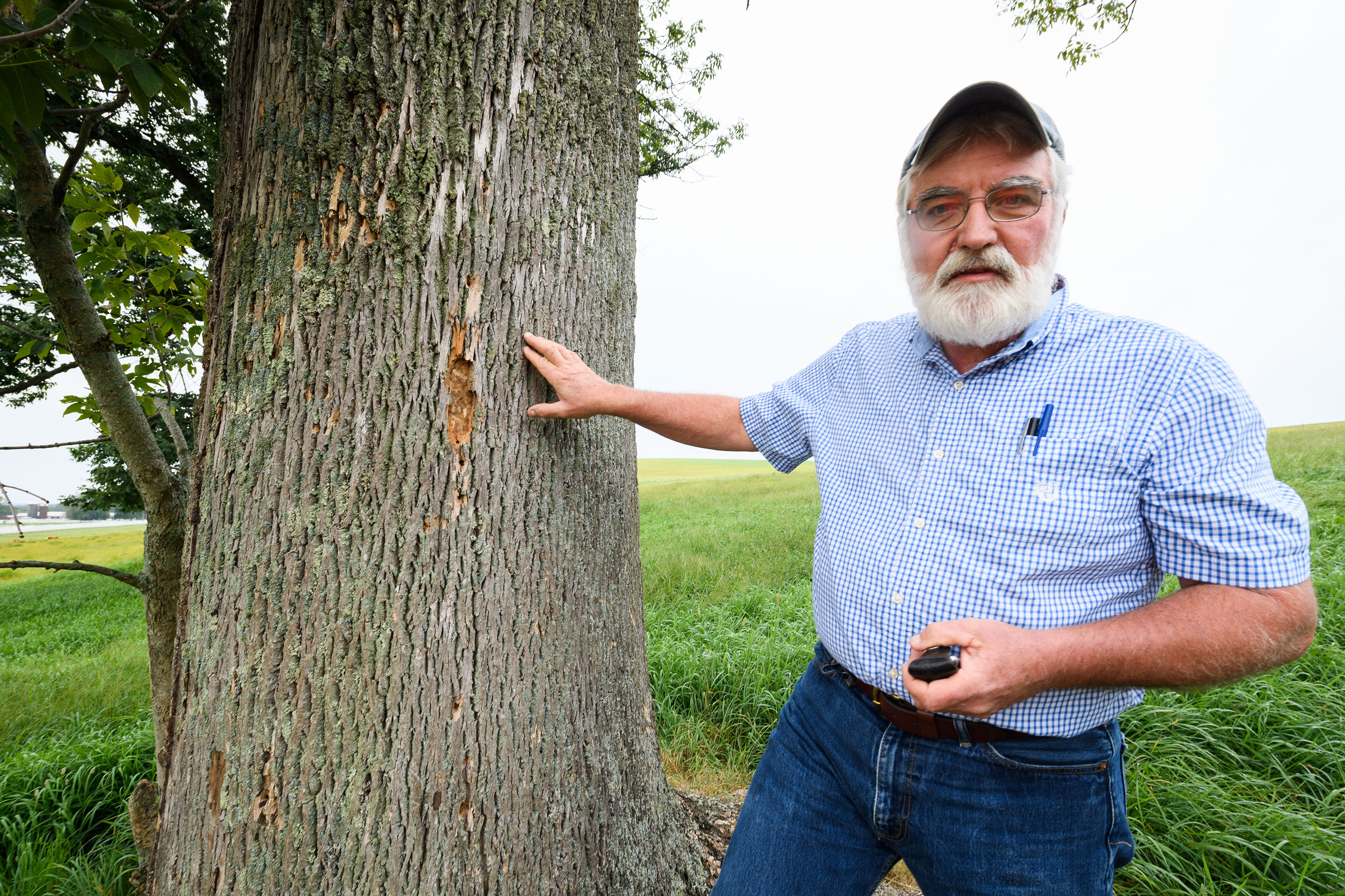Thomas Worthley, associate extension professor, points out damage caused by emerald ash borers on a tree along Horsebarn Hill Road on Aug. 29, 2017. (Peter Morenus/UConn Photo)