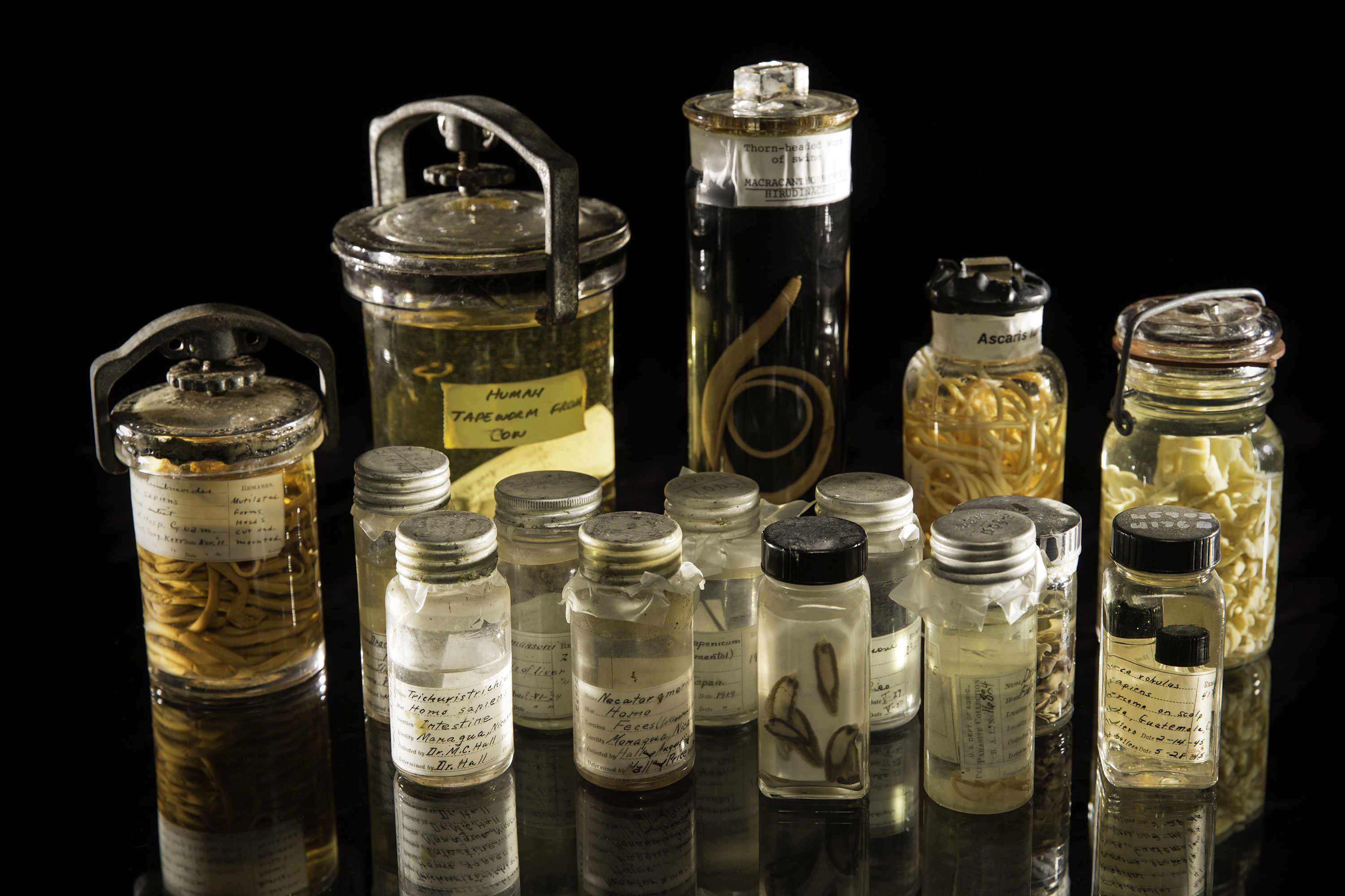 A sampling of specimens from the National Parasite Collection.
