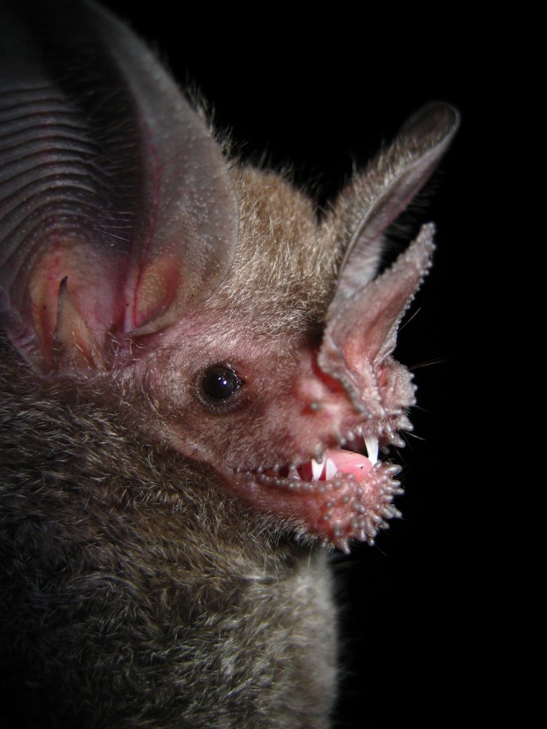 A carnivorous bat from the Caribbean Lowlands of Costa Rica. (Photo by Brian T. Klingbeil)
