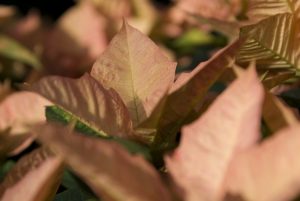 A 'Cinnamon Stick' poinsettia, unique with its 'vase'-shaped leaves.