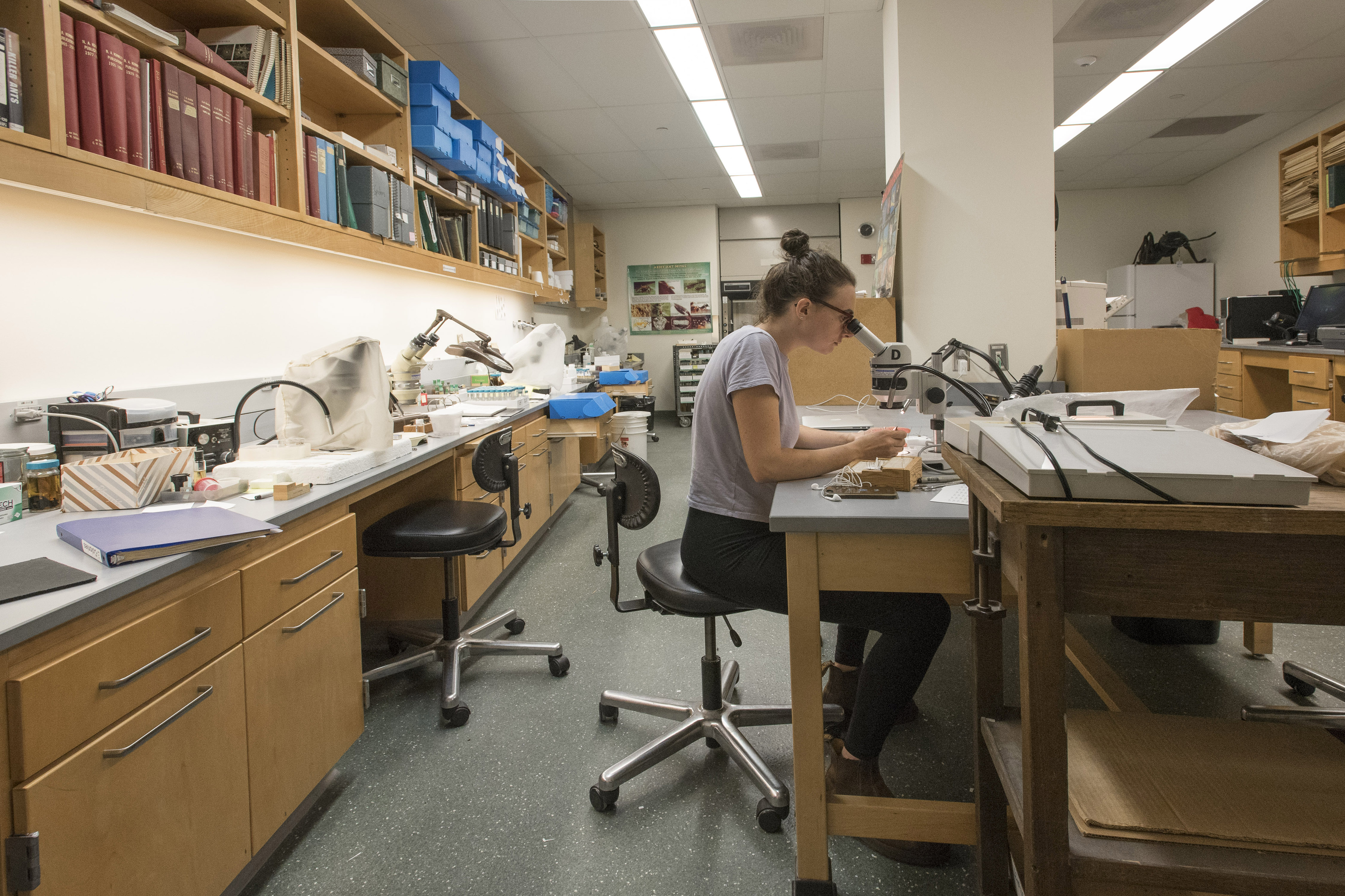 Sam Stine '18 (CLAS) working at the Biodiversity Research Collections facility. (Sean Flynn/UConn Photo)