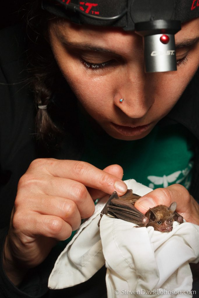 Laura Cisneros, visiting assistant professor of natural resources and the environment, handles a recently captured bat from the Caribbean Lowlands of Costa Rica.