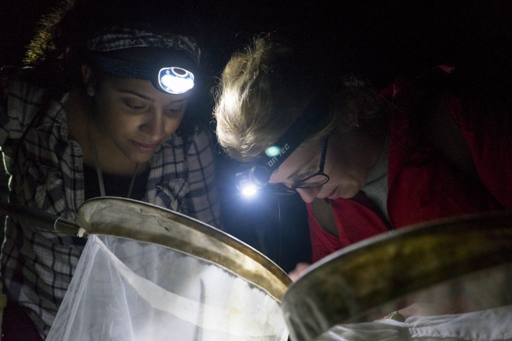 Vanesa Guadalupe, left, of Two Rivers High School in Hartford, now a UConn undergraduate, and Grace Herde of Hosatonic Valley Regional High School, survey insects in the UConn Forest during Biodiversity in the Night activities, part of the NRCA's Conservation Ambassador Program. (NRCA Staff/UConn Photo)