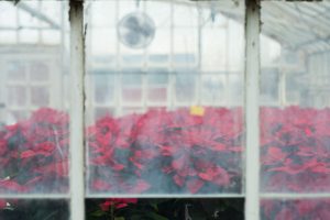 Poinsettias at the Floriculture Greenhouse. (Peter Morenus/UConn Photo)