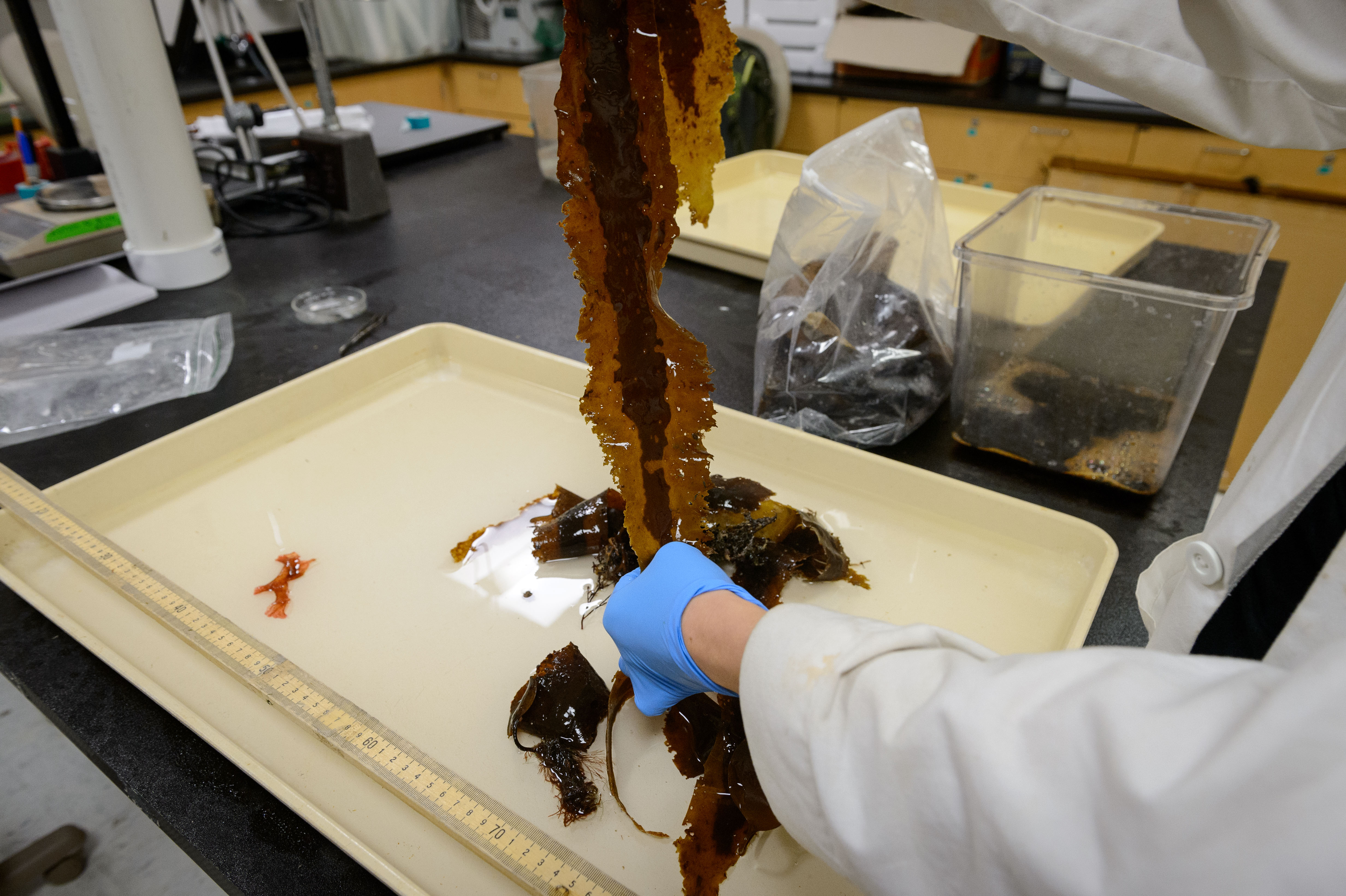 Students measure sugar kelp at the Yarish lab at the Stamford campus on Oct. 19, 2016. (Peter Morenus/UConn Photo)