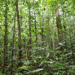 The interior of a 45-year-old second-growth forest that regenerated naturally on abandoned pasture in northeastern Costa Rica. The plot has been monitored annually for 20 years, contributing to the dataset used in this study. (Robin Chazdon/UConn Photo)