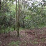 A five-year-old restoration planting of a riparian area with native tree species in an ecotonal (transitional) region between the Atlantic Forest and Cerrado domains in northern São Paulo State, Brazil. (Robin Chazdon/UConn Photo)