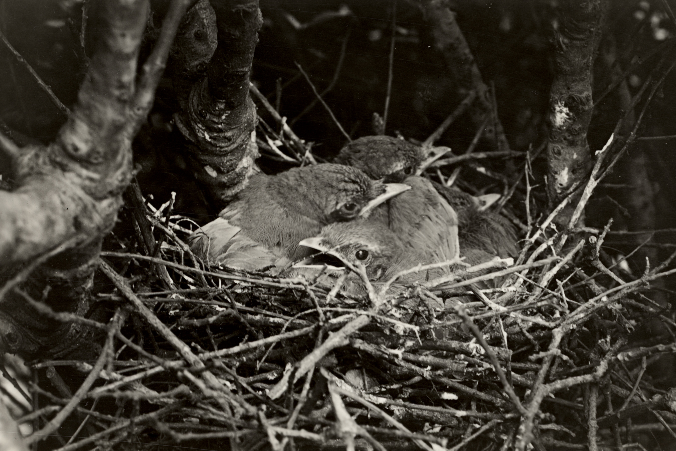 California Scrub-Jay nestlings on their nest in Berkeley, California, May 20, 1921. (With the Permission of the Museum of Vertebrate Zoology, University of California, Berkeley)
