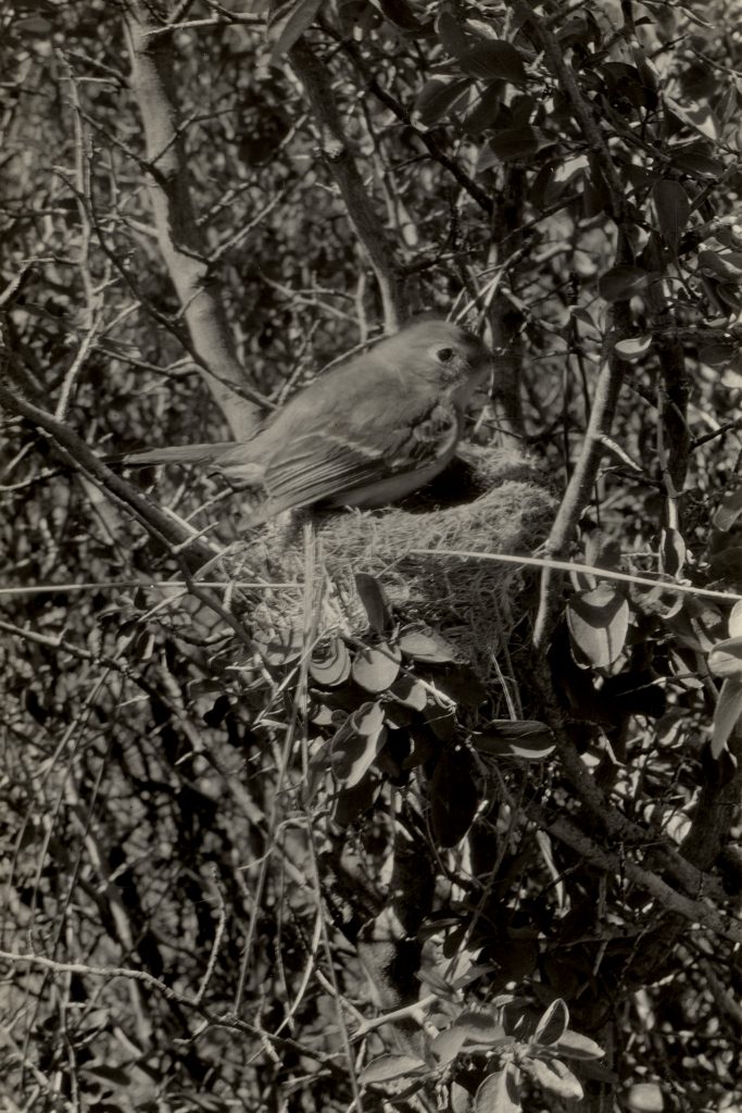 A Dusky Flycatcher tends its nest near Battle Creek, Tehama County, California, on June 17, 1925. (With the Permission of the Museum of Vertebrate Zoology, University of California, Berkeley)