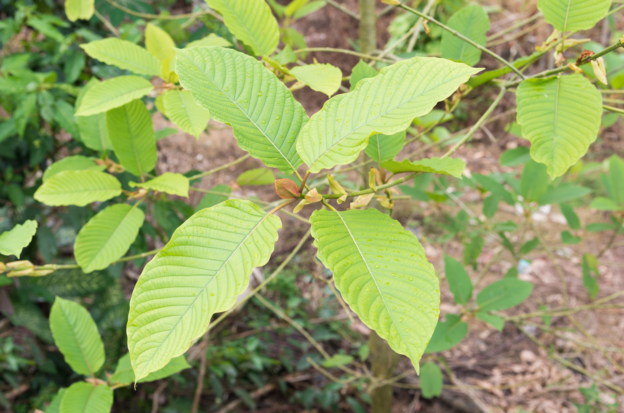 Кратом (Mitragyna speciosa)