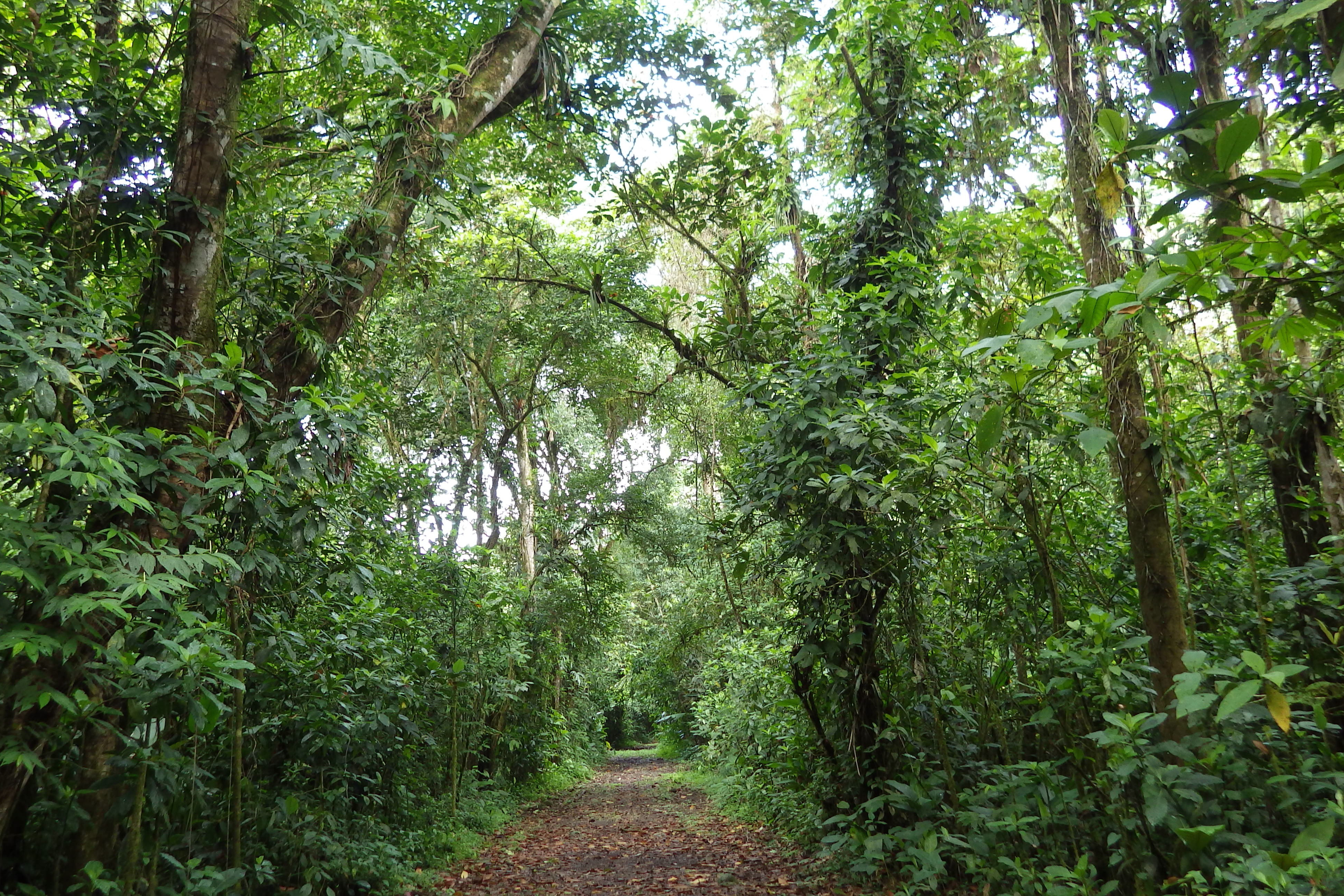 path in secondary forest; Lindero Sur.jpg: A trail bisects a large area of 32-yr old naturally regenerating forest on former cattle pasture near the south boundary of La Selva Biological Station in northeastern Costa RIca. This forest area has been monitored annually for 20 years, contributing to the dataset used in this study. Photo by Robin L. Chazdon