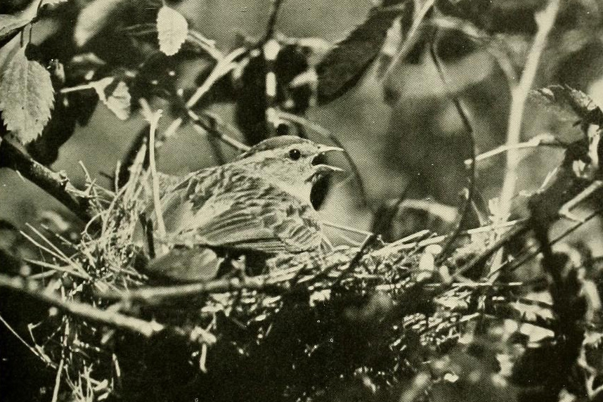 A Chipping Sparrow pants to cope with high temperatures on her nest in Yosemite, circa 1922. (From The Birds of California, Allan Brooks et al., 1923, via Wikimedia Commons)