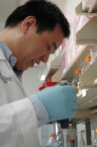 Yan and his lab are currently testing in mouse models the power and safety of several promising molecules to prevent or stop further β-amyloid growth (Image courtesy of Yan Lab).