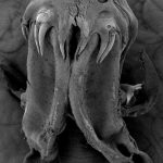 Acanthobothrium rodmani from Australia, a parasite of Urogymnus acanthobothrium, also known as the Mumburarr whipray.