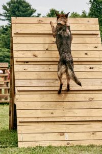 Blaze scales an obstacle during agility training. (Photo supplied by UConn K-9 Unit)