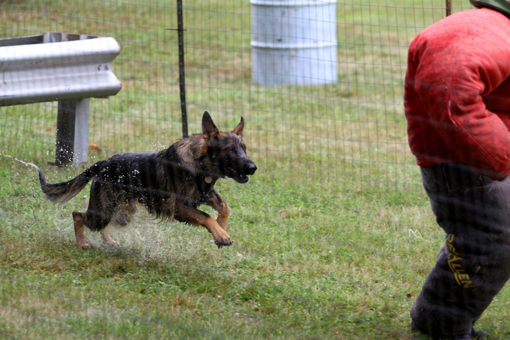 Officer Michael Rhodes works with Harper during aggression training. (Photo supplied by UConn K-9 Unit)